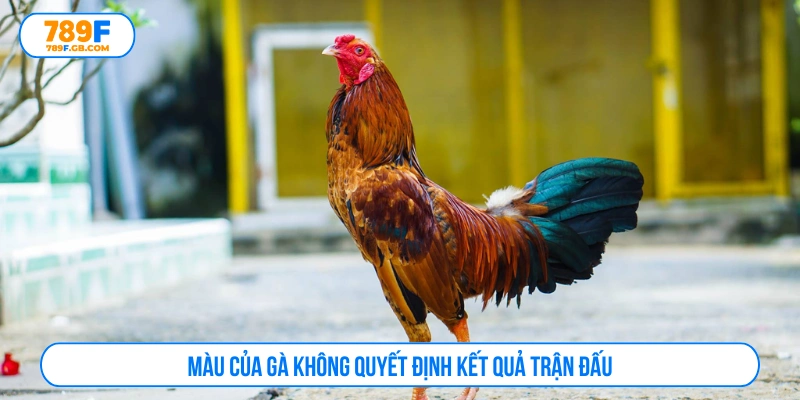 Màu của gà không quyết định hoàn toàn kết quả trận đấu