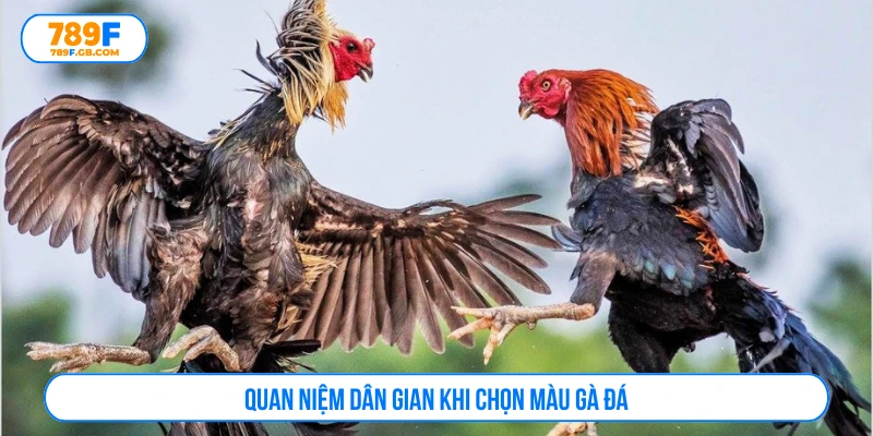 Quan niệm dân gian khi chọn màu gà đá 